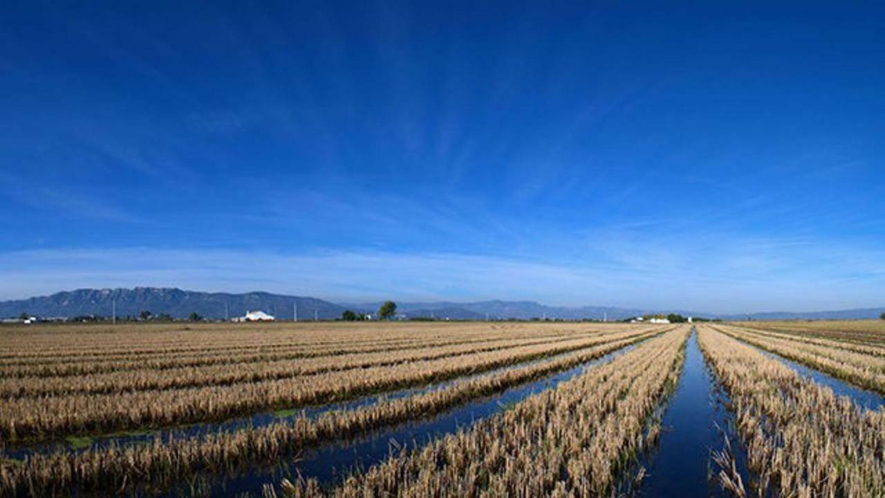 Mi Apartamento En El Delta Del Ebro+ Deltebre Esterno foto