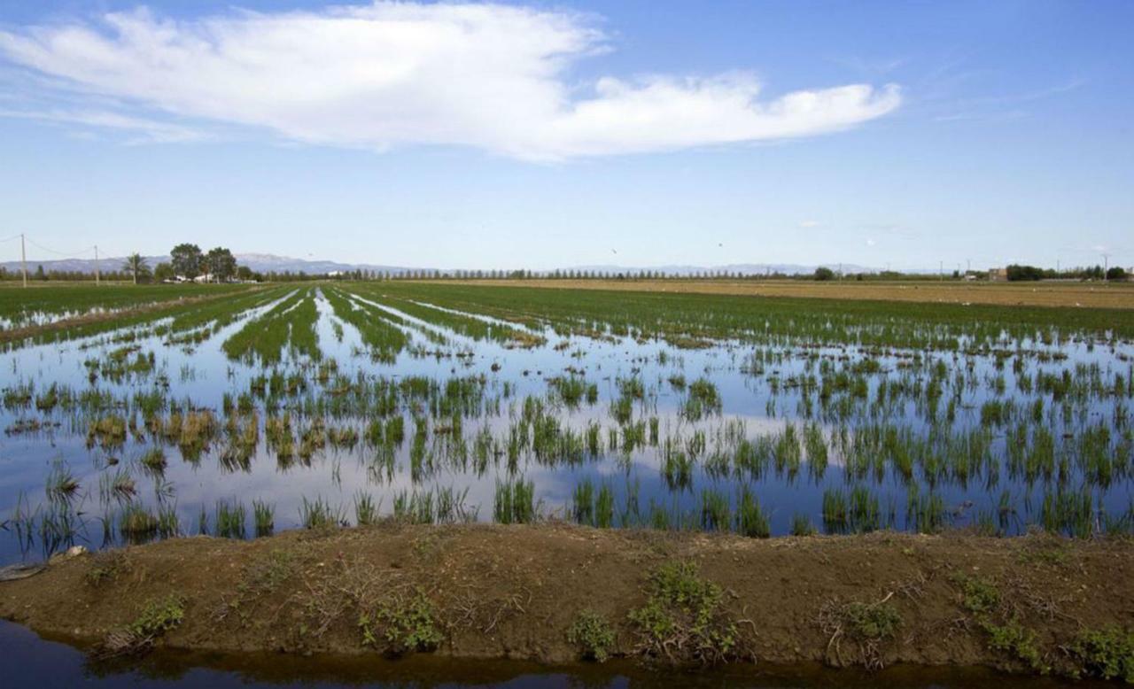 Mi Apartamento En El Delta Del Ebro+ Deltebre Esterno foto